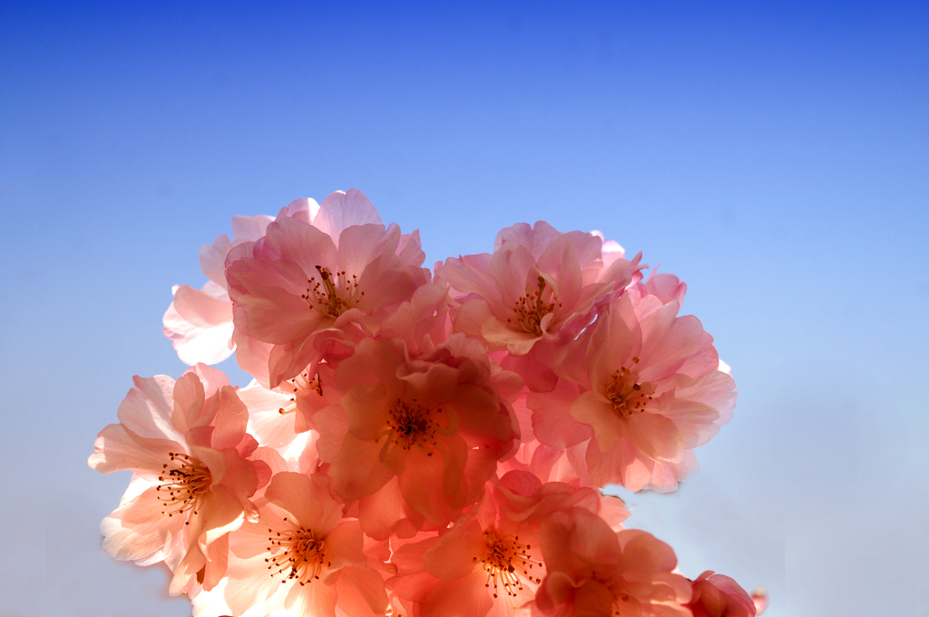 2021・03・23 Tue, 今日の桜は本気モード  ?¨!¨?