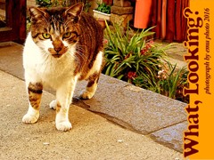 1600_ps_03_IMG_0133
