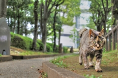 パチリ 途中下写（5月3日） 川崎・高津 07