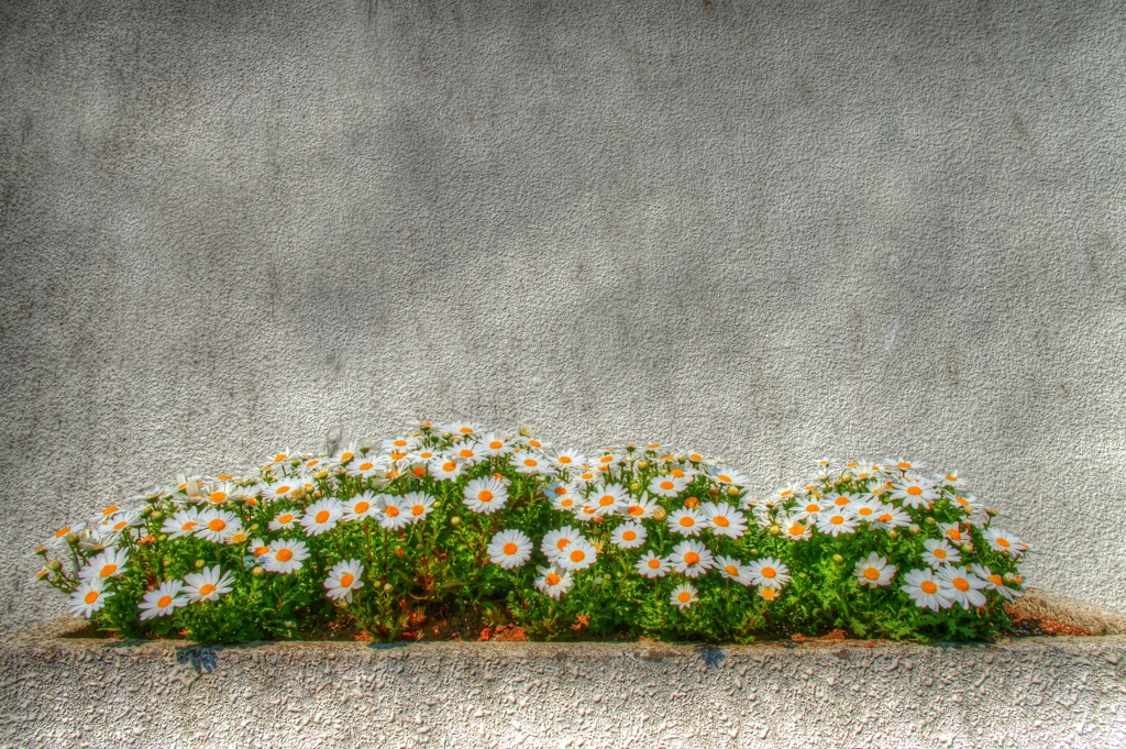 Photo of Wall & Flowers  Sumidagawa