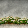 Photo of Wall & Flowers  Sumidagawa