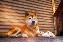 フォーカス…大丈夫?? (犬編)