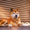 フォーカス…大丈夫?? (犬編)