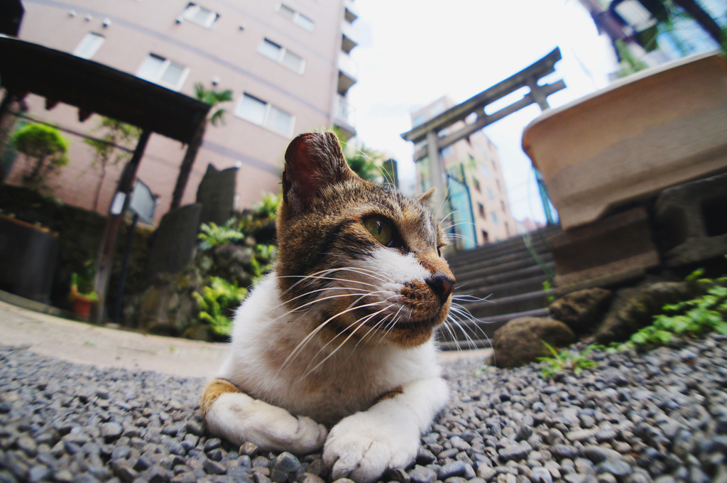 6月10日 今日の柳森神社 ＆ お猫様 …01