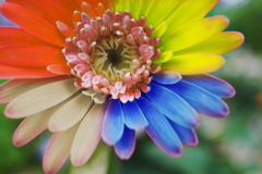 Fantastically Colored Flowers（幻想的に花を着色…）