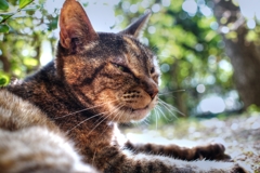 今日のHDR お猫様 その１