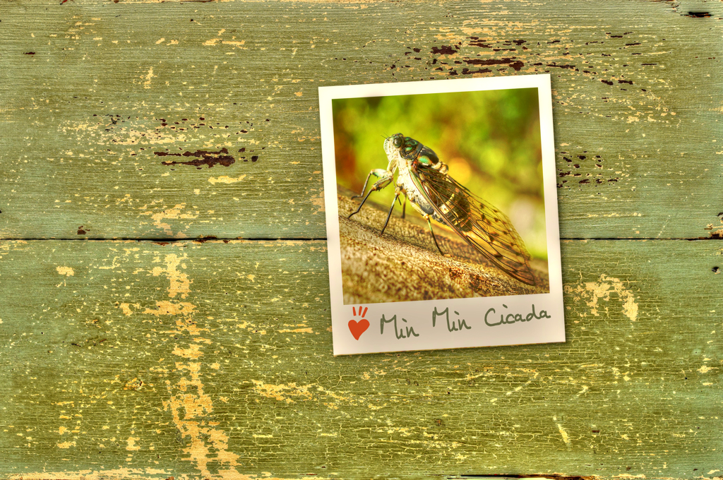みんみん蝉…Min Min Cicada