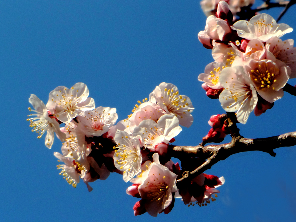 梅花 (平成31年3月2日)