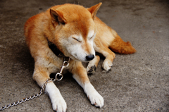 宿川原 緑化センター ご近所のお犬様　01