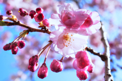 東京地区 西部の桜模様…