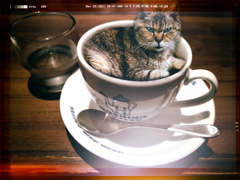 2022・06・06 Mon, 猫喫茶 (ネコ・カフェ)