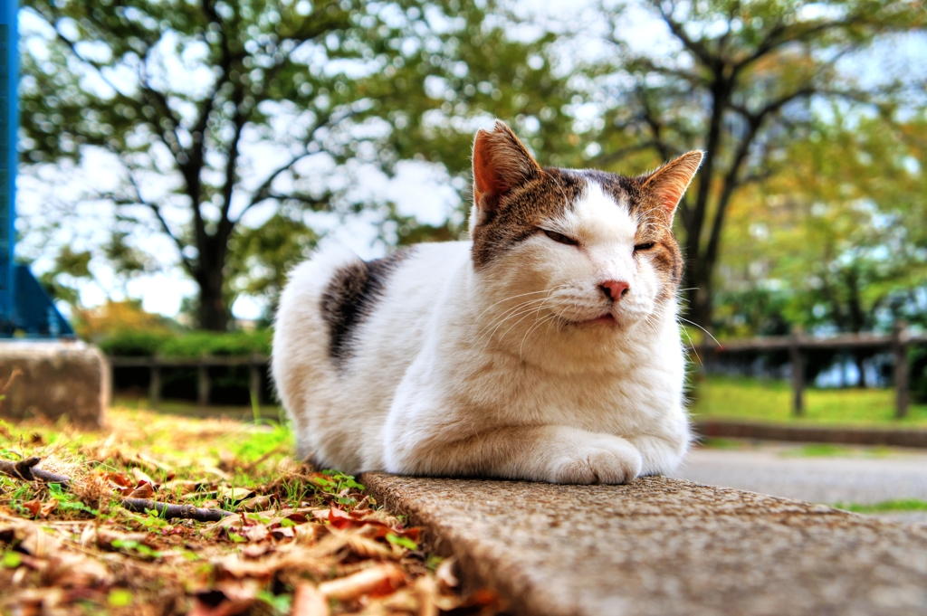ナチュラル・トーンでお猫様～01