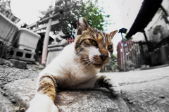 6月10日 今日の柳森神社 ＆ お猫様…02