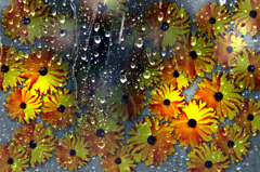 2024・03・08 Fri, 3月8日の花と雨
