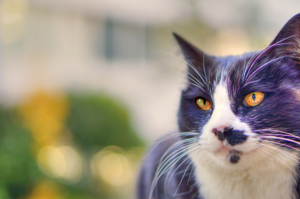 猫(ねこ)を 2019年12月18日  