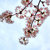 2022・03・31 Thu, 桜散るまで・・・その1