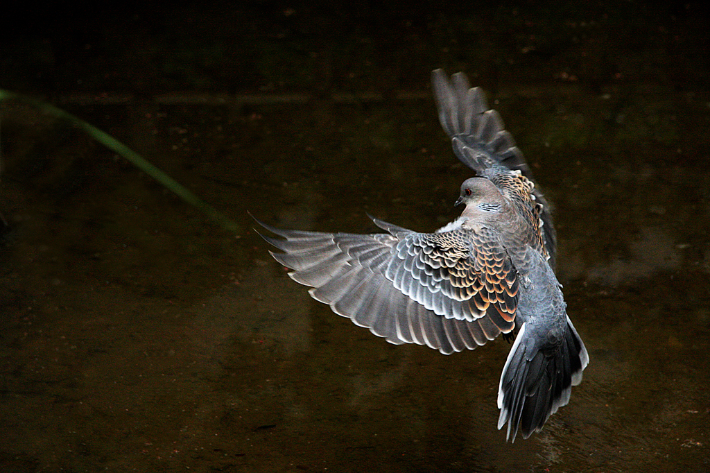 ryokacenter_pigeon_01