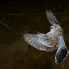 ryokacenter_pigeon_01