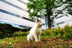 5月5日のお帰りチャイムは…01