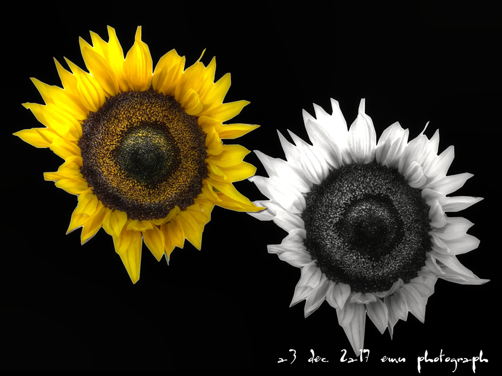 yellow & white sunflower (黄色と白のひまわり)