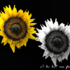 yellow & white sunflower (黄色と白のひまわり)