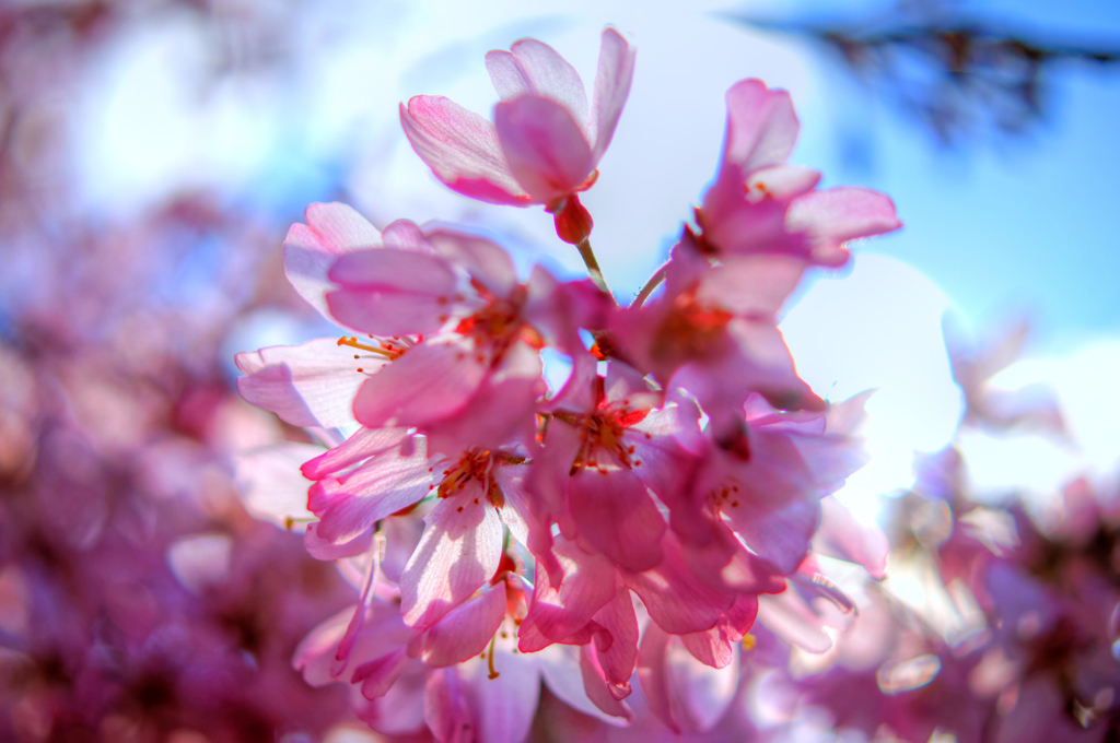 平成最後のさくら　 櫻花接写