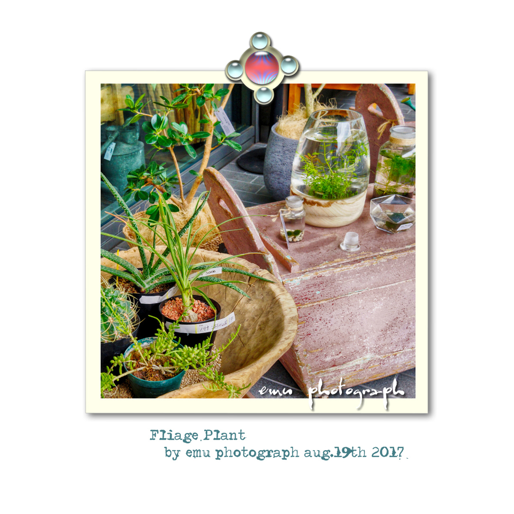 観葉植物のお店　Shop of foliage plants