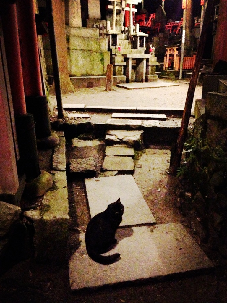 伏見稲荷の猫