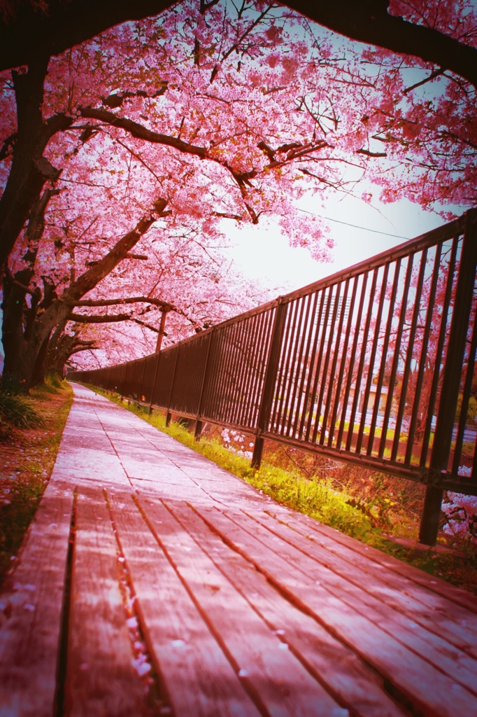 桜道