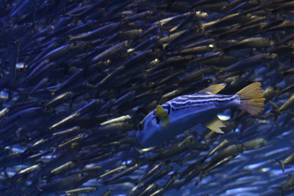 魚の群れ