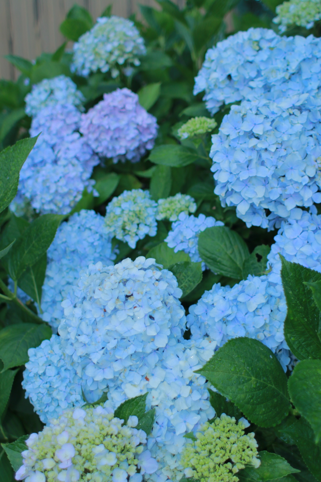 紫陽花 その2