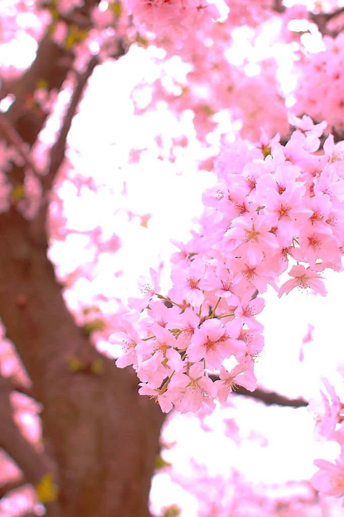 桜満開