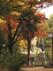 紅葉だけどヤシの木??