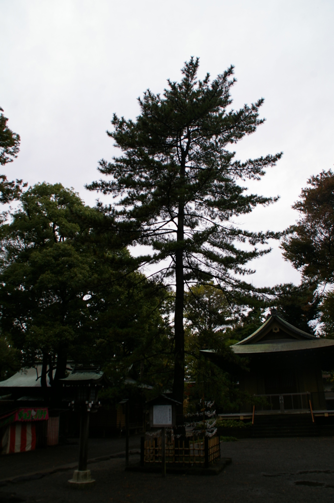 源頼朝手植え松