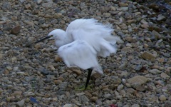 飛ぶ気か!白い奴!