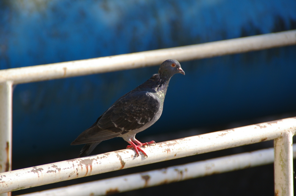 鳩の休憩