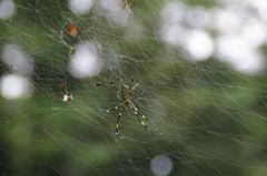 井草八幡(蜘蛛)