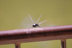 とんぼ(右端ゴミ。。。。)