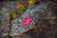 ようやく紅葉…12月上旬