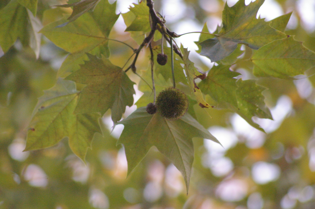 木の実なってた