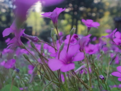 日比谷公園のお花畑