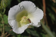 肌寒いのに働き者