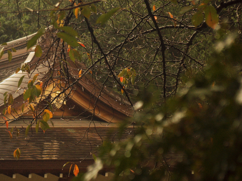 神明宮（紅葉はまだか・・・）