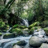 新緑の滝