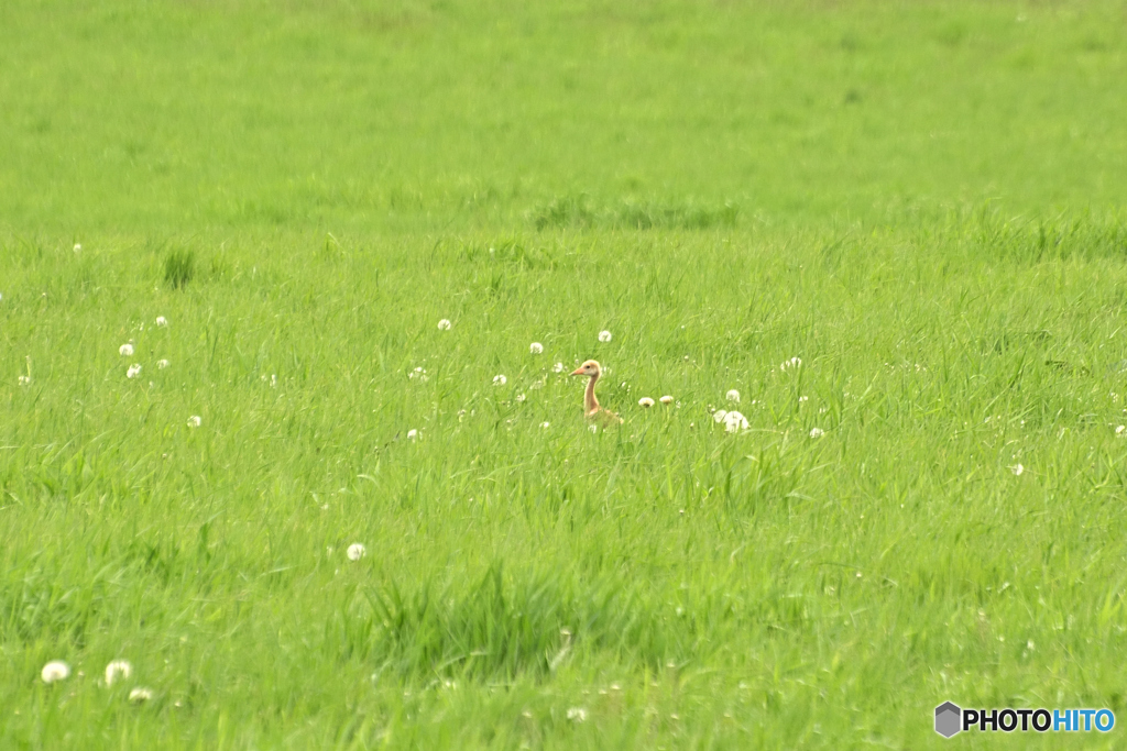 ヒナ