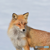 wild Eyes