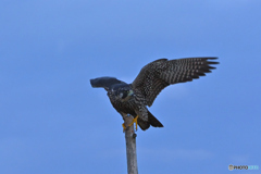 Wing
