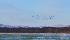 カワウの一群