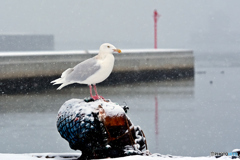 降雪の港で