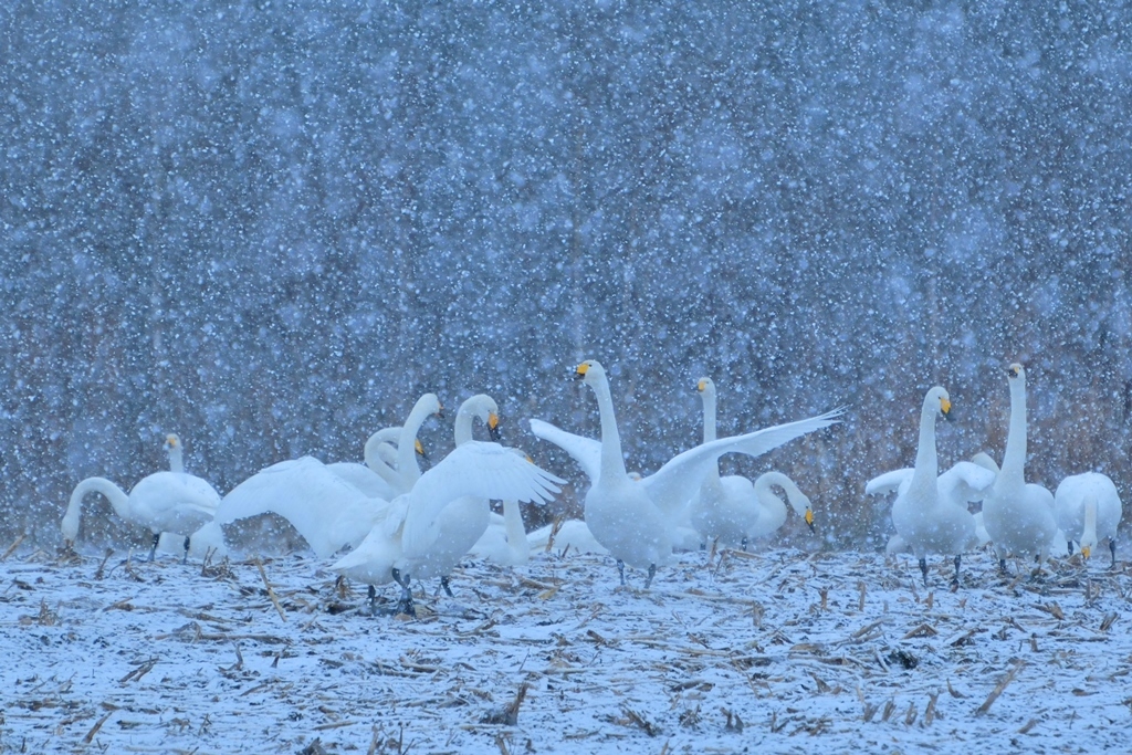 雪の季節に